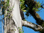 Ausflug Nationalpark  Tropenbaum mit Bromelien  und Termitennest (DOM).
